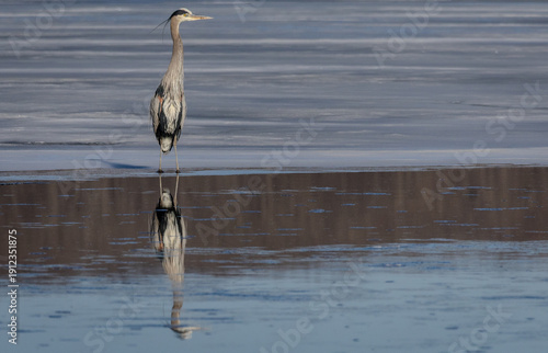 Great Blue Heron on a frozen lake