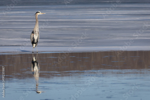 Great Blue Heron on a frozen lake