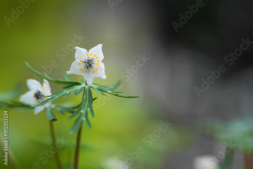 Tableau sur toile Winter aconite