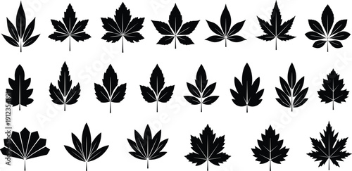 Leaf silhouette set, diverse shapes and vein patterns, botanical study, plant species identification theme - flat vector illustration