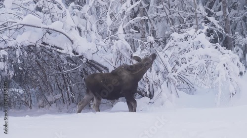 Wild moose cub in snow in Fairbanks, Alaska USA