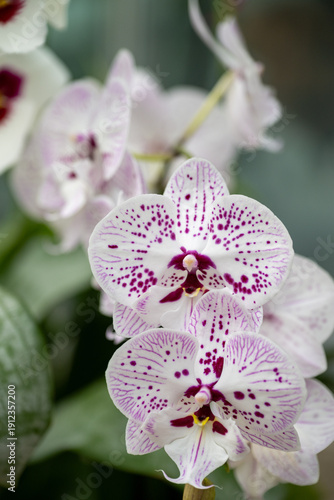 pink orchid flower 