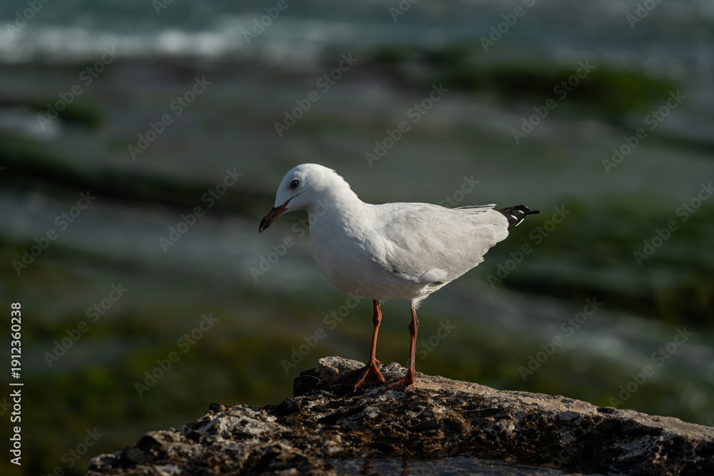 Fototapeta premium Seagull perched on coastal rock overlooking ocean waves