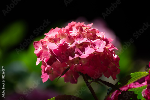 Pink flowers