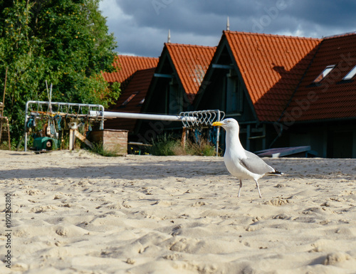Seagull on the beach