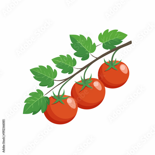 Tomates en grappe, fond blanc
