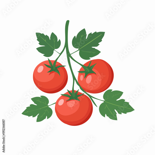 Tomates en grappe, fond blanc