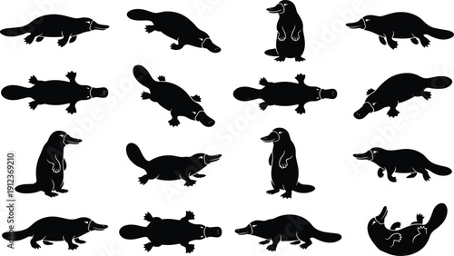 Platypus silhouette collection showing multiple poses and angles, unique monotreme animal shapes, black vector illustration set isolated on white background for wildlife design use