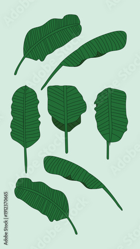Set of Banana Leaves with Unique Position
