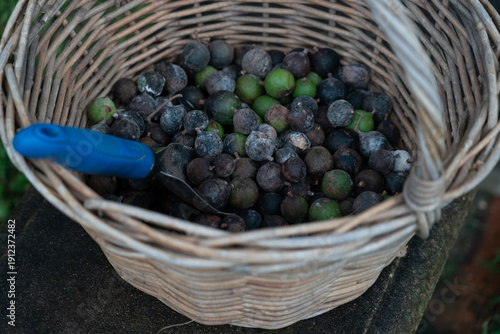 Fresh macadamia nuts harvested tree rustic wicker basket