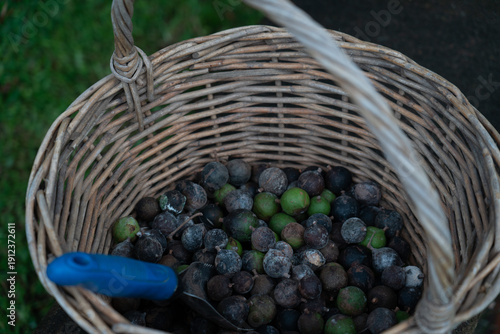 Fresh macadamia nuts harvested tree rustic wicker basket
