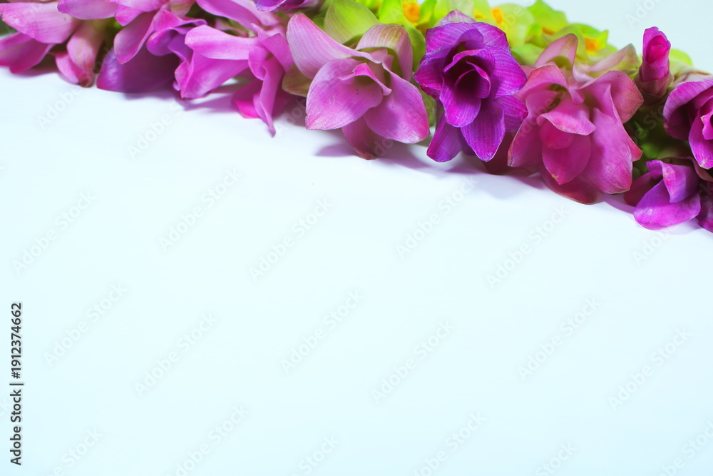 Fototapeta premium Fresh Pink Siam Tulip or Curcuma Flower Border Isolated on White Background