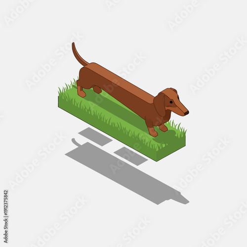 Brown dachshund standing on a grassy patch with shadow.