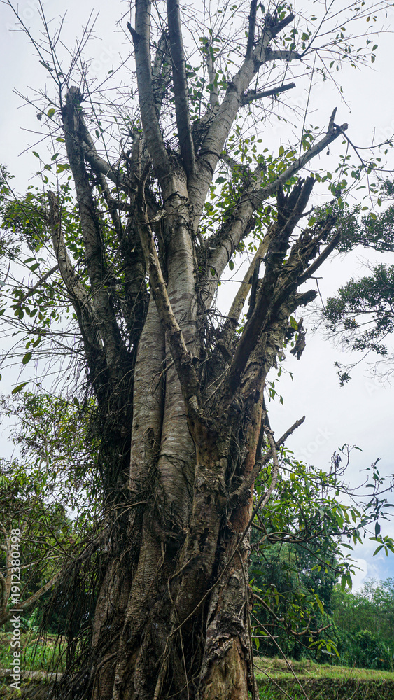 Fototapeta premium old tree trunk
