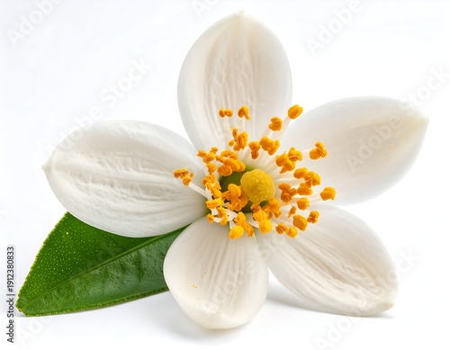 Orange Blossom Flower Isolated on White Background – Professional Botanical Stock - white flower isolated on white
