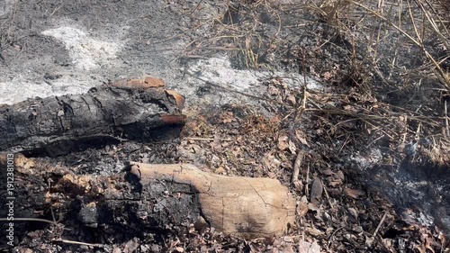 Close up of charred logs and grey ash in a burnt forest landscape after a wildfire