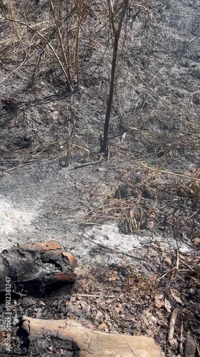 Charred ground and grey ash in a burnt forest landscape after a wildfire