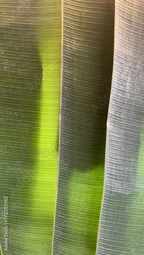 Banana green leaves background