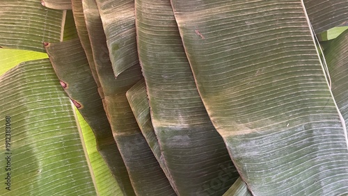 banana tree leaves