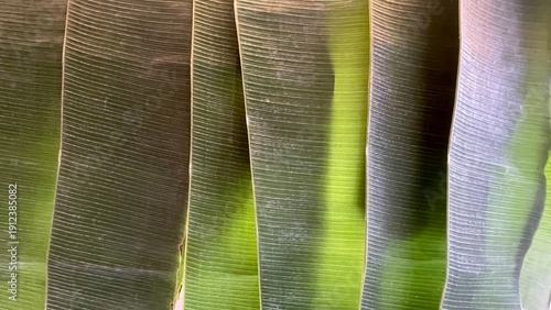 green banana leaves background