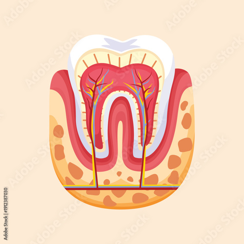 Detailed tooth anatomy cross section illustration showing enamel dentin pulp and root structure for dental education purposes.