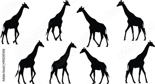 Giraffe silhouette set collection showing walking poses African wildlife animal vector illustration isolated on white background design