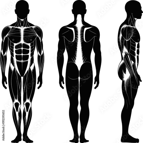 Detailed Male Human Muscular System Anatomy Illustration Showing Front Back and Side Views, Black Silhouette Full Body Medical Fitness Diagram Isolated on White Background