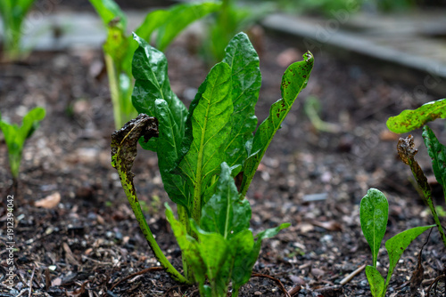 Lush silverbeet leaves water droplets rich soil