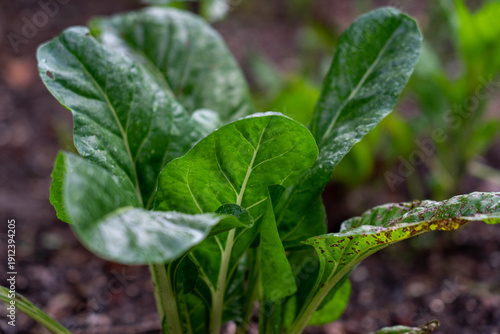 Lush silverbeet leaves water droplets rich soil