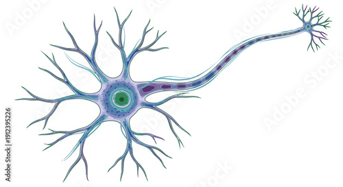 Vibrant illustration of a human neuron with dendrites, cell body, and axon, representing the nervous system.