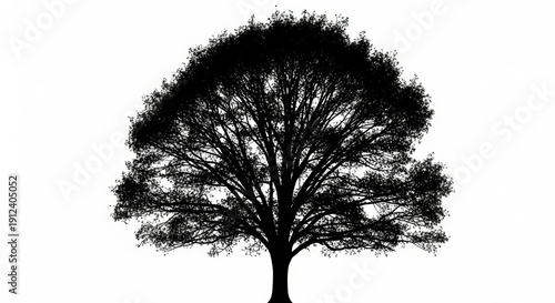 Silhouette of a majestic tree against a white background