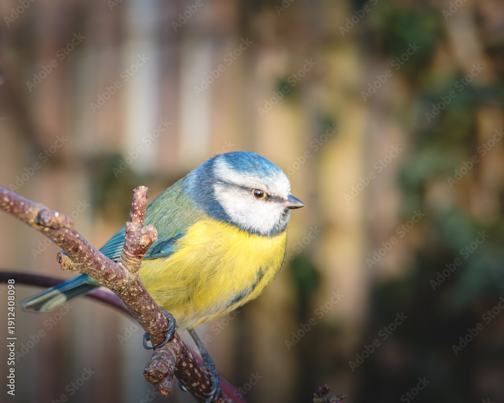 Obraz premium Bluetits, perched and feeding on fat balls, Stakeford, Northumberland, february 2026