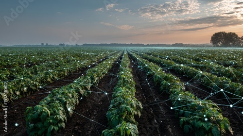 Wide crop field with sunrise light and digital grid effect highlighting modern agriculture in early morning hours