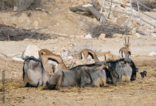 Quadro su tela The blue wildebeest or brindled gnu (Connochaetes taurinus) and Thomson's gazell