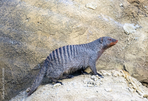 Tableau sur toile The banded mongoose (Mungos mungo)