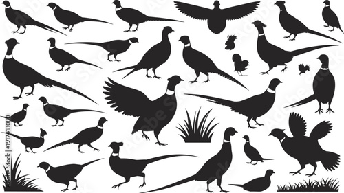 Black pheasant bird silhouettes collection, flying, standing, walking, chicks, natural wildlife illustration, isolated vector design elements