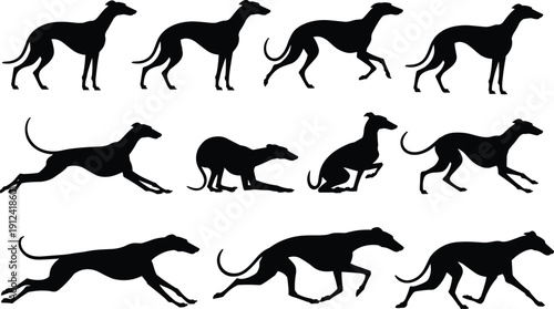 Greyhound dog silhouettes in dynamic poses, standing, sitting, walking, crouching, running, showcasing speed, agility, motion, biomechanics