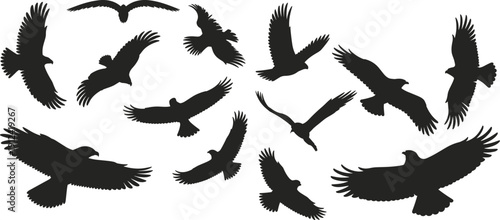 Silhouettes of diverse birds in flight, wings spread wide, isolated on white background, showcasing natural wing shapes and positions