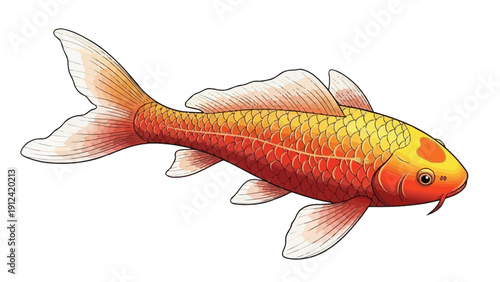 Vibrant koi fish illustration isolated on white background for design