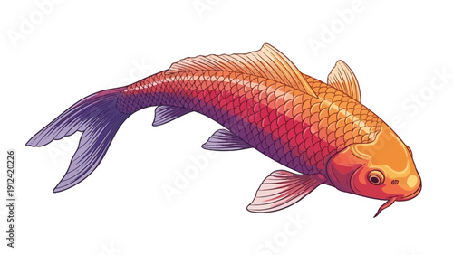 Vibrant koi fish illustration on white background for decorative designs