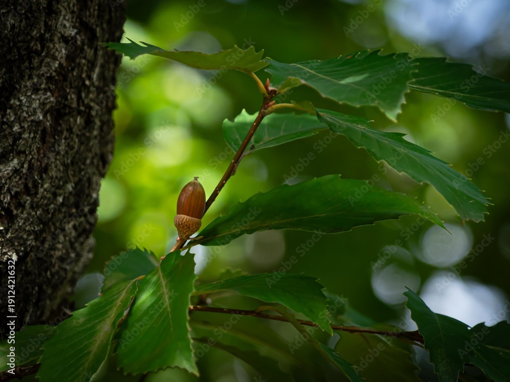 Obraz premium どんぐりの実