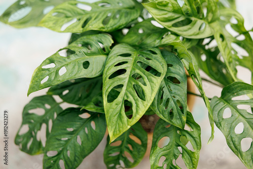 Close-up shot of the vibrant green foliage of the Swiss Cheese Vine (Monstera adansonii).