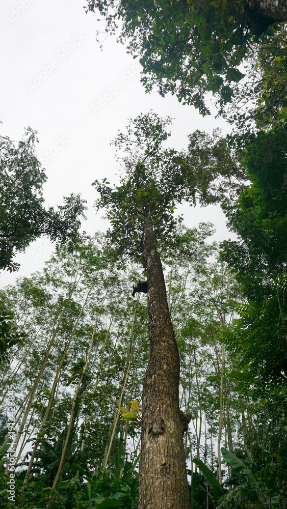 Fototapeta premium trees in the forest