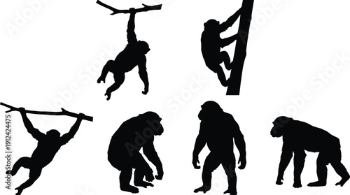Black silhouettes of chimpanzees in various poses including climbing trees, swinging on branches, standing, and walking isolated on white background