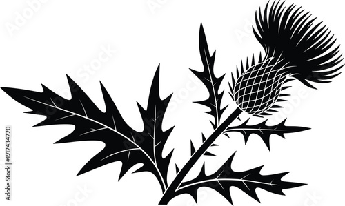 Black thistle flower silhouette with spiky leaves isolated on white background for botanical illustration vintage design element and decorative nature artwork