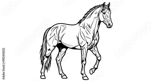 Detailed sketch of a powerful horse walking in profile on a white background
