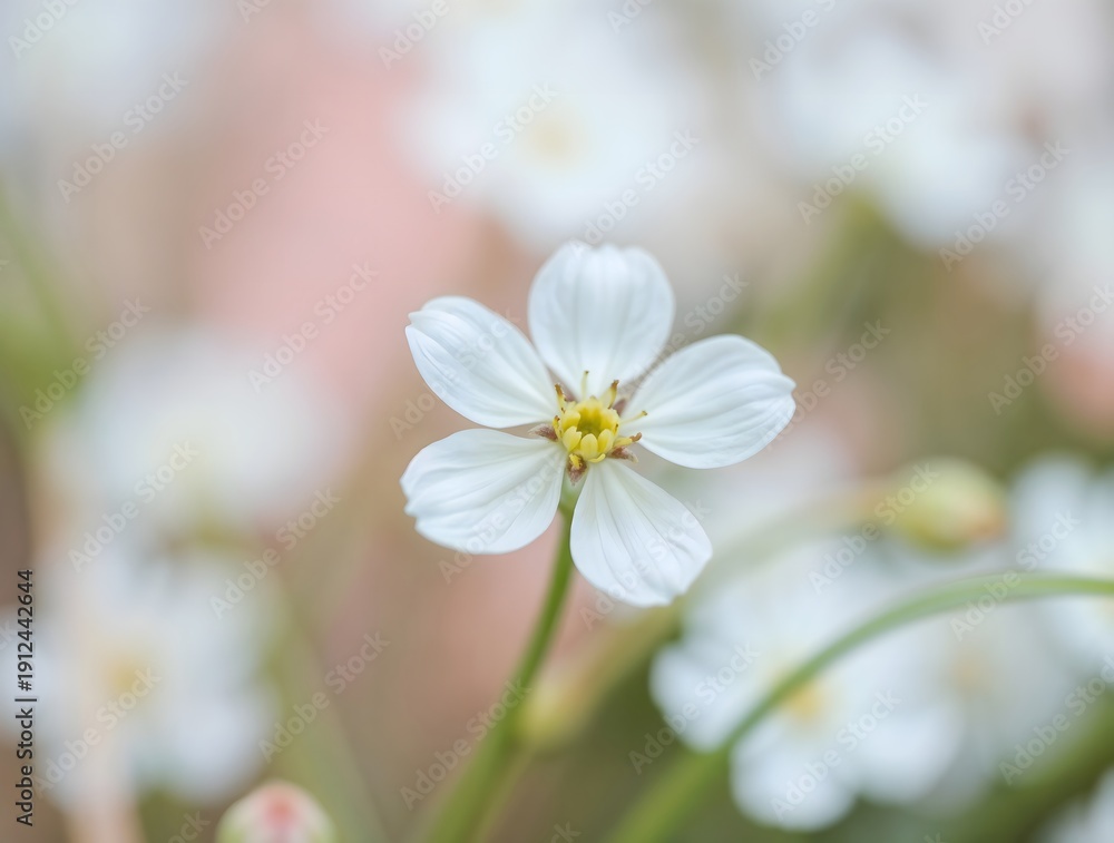 Obraz premium simple illustration of Stylized cute cozy doodle Dreamy close-up of a delicate white flower surrounded by soft pastel green and pink bokeh
