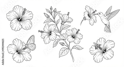 Collection of Delicate Hibiscus Flowers with a Hummingbird and Butterfly Illustration