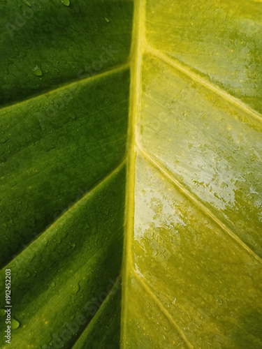 Close-up of one leaf with two colors split by midrib. Green and yellow bicolor foliage with water drops for nature background, botanical template, and fresh layout.
