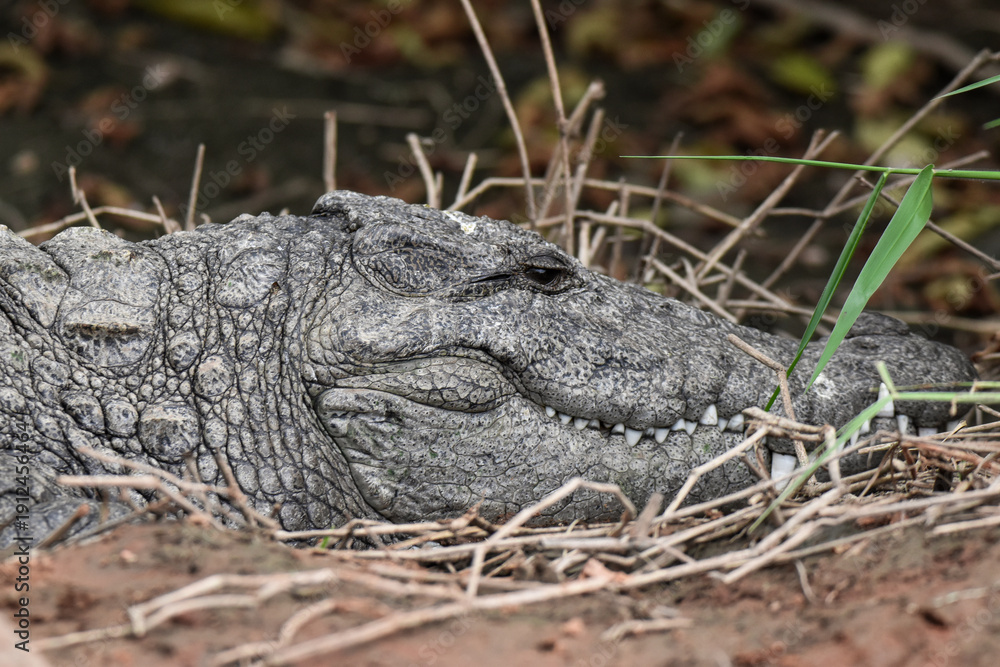 Obraz premium crocodile in the grass